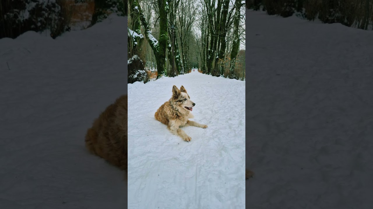 Corsica randonnée /neige / chien