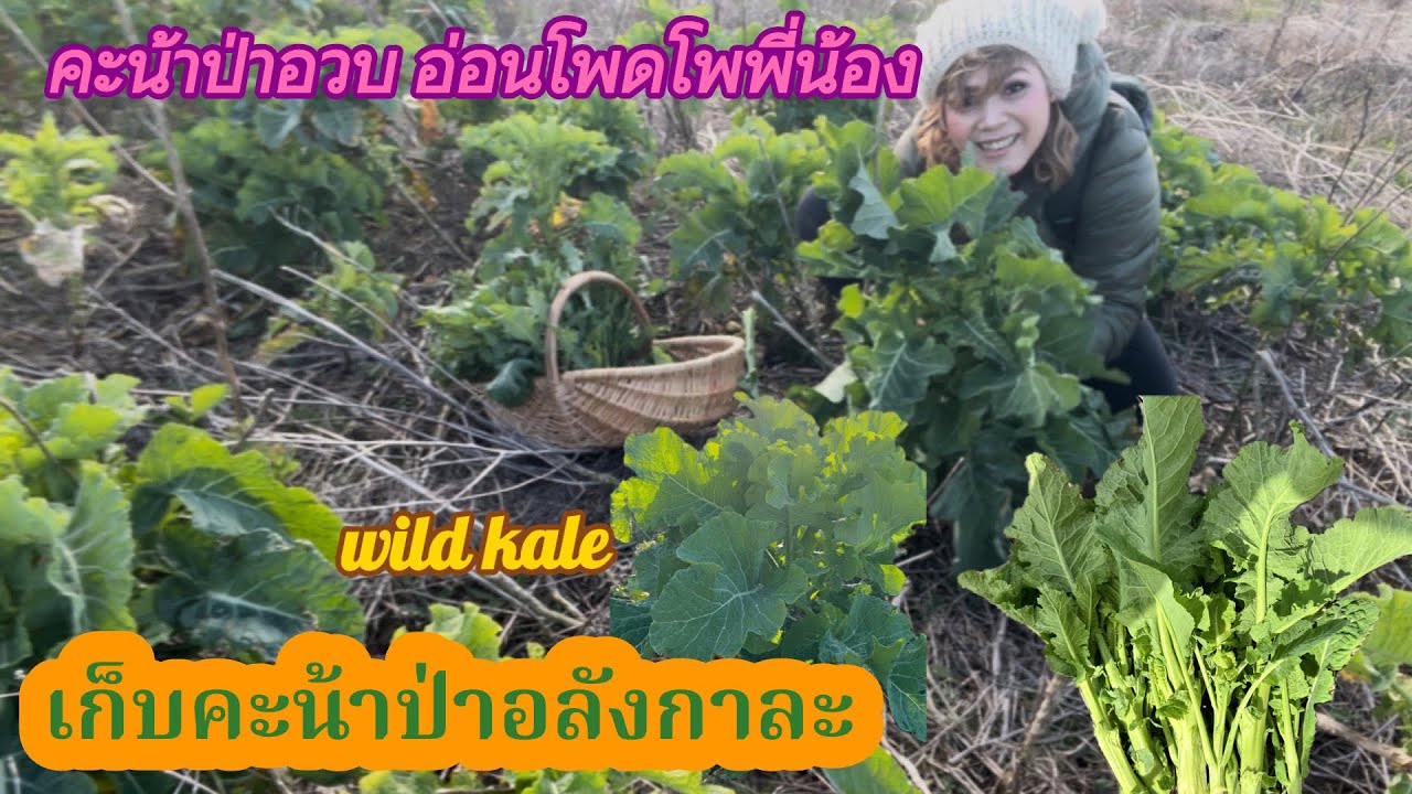 เก็บคะน้าป่าอังกฤษรอบที่3 สุดอลังการ‼️ ทั้งอวบทั้ง pink wild organic kale free food 🌱 delicious ￼❗️