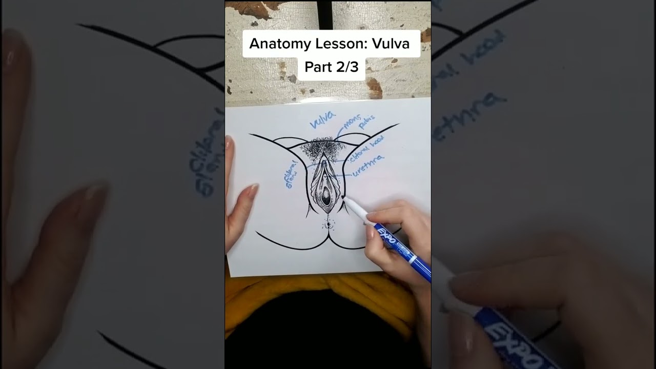 Anatomy Lesson: Vulva Part 2/3 #DrYael