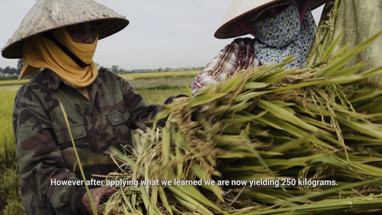 Transforming Cooperatives and Farmers' Lives - Viet Nam