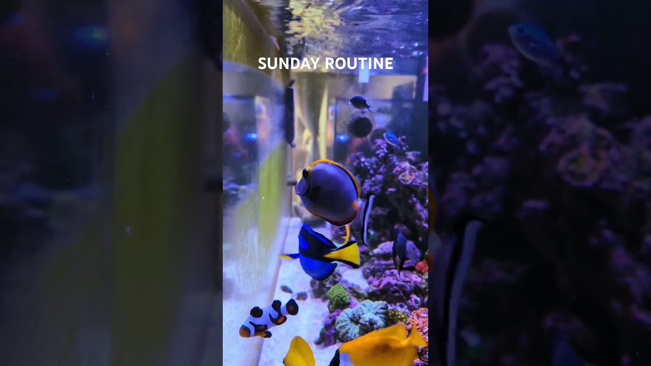 Man Spends His Life Cleaning Aquarium Glass.. 😉 #aquarium #saltwateraquarium #fish #coralreef #sea