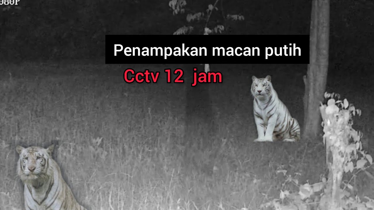 Eksperimen cctv 12 jam ada macan putih melintas depan cctv || cctv horor