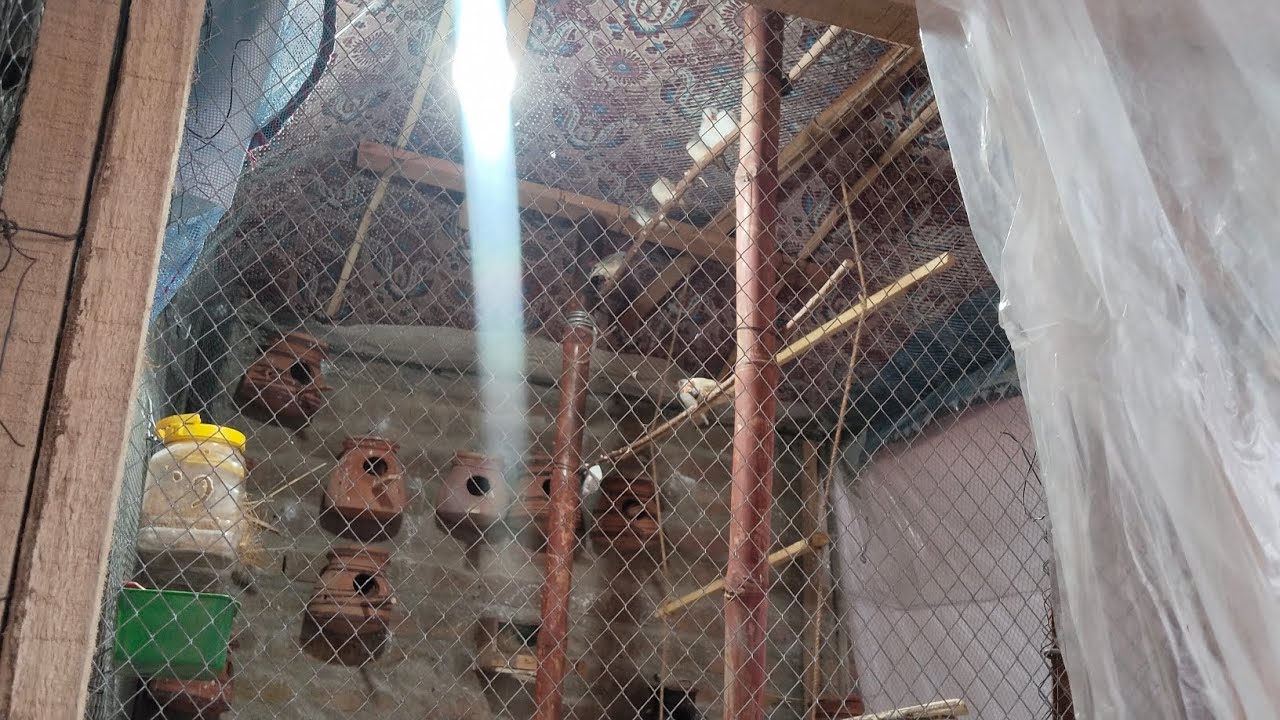 SM Finch Aviary Tour | Zebra Finch Babies Chicks + progress + Growth Update 🐦