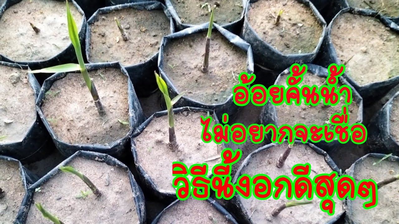 วิธีชำอ้อยคั้นน้ำสุพรรณบุรี 50 วิธีนี้งอกแทบทุกตาครับ