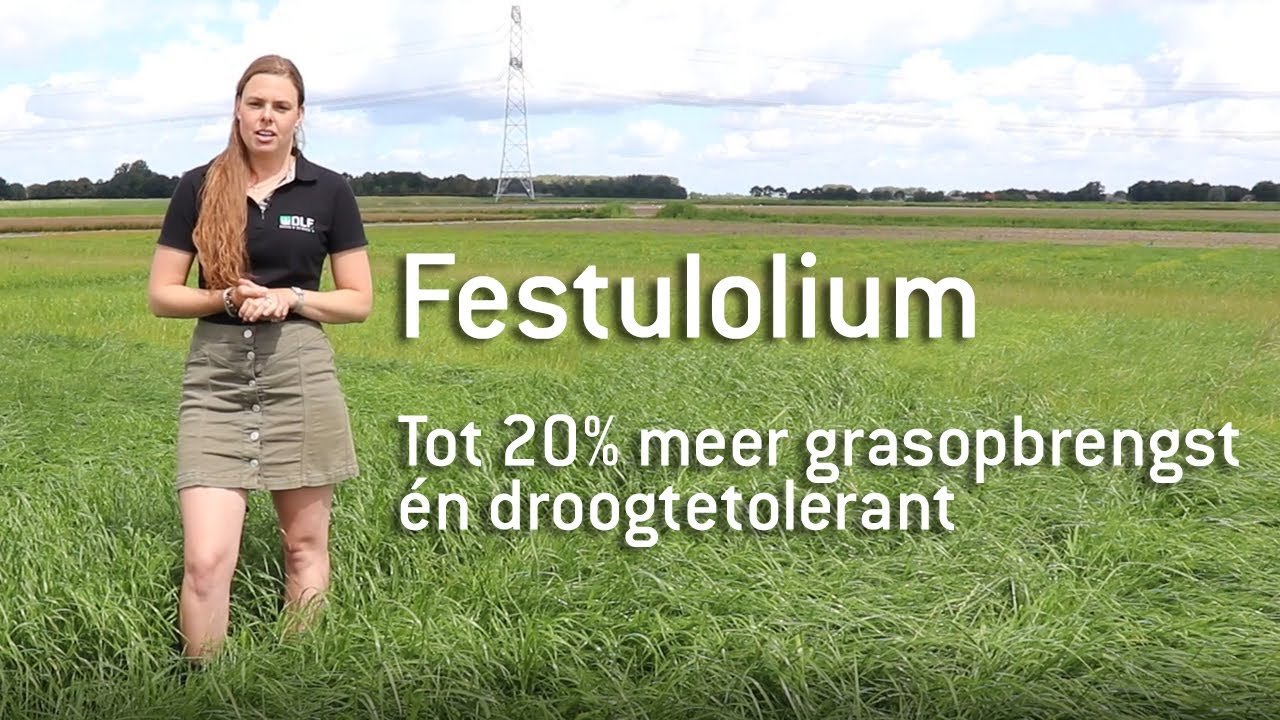 Tot 20% hogere grasopbrengst met festulolium | Droogtetolerant gras | DLF