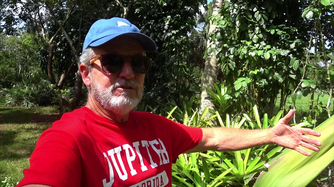 Self Cleaning Palms Explained