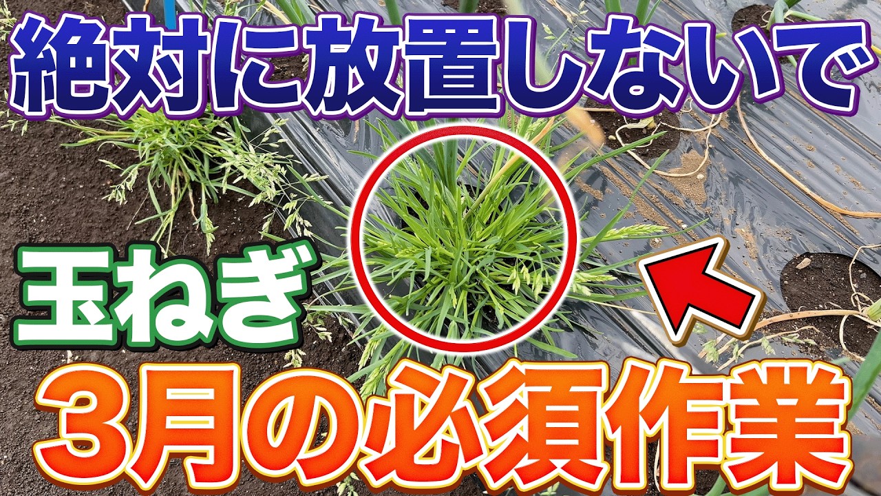 【重要作業】玉ねぎに3月に入ったらやってほしい３つの作業はコレです！