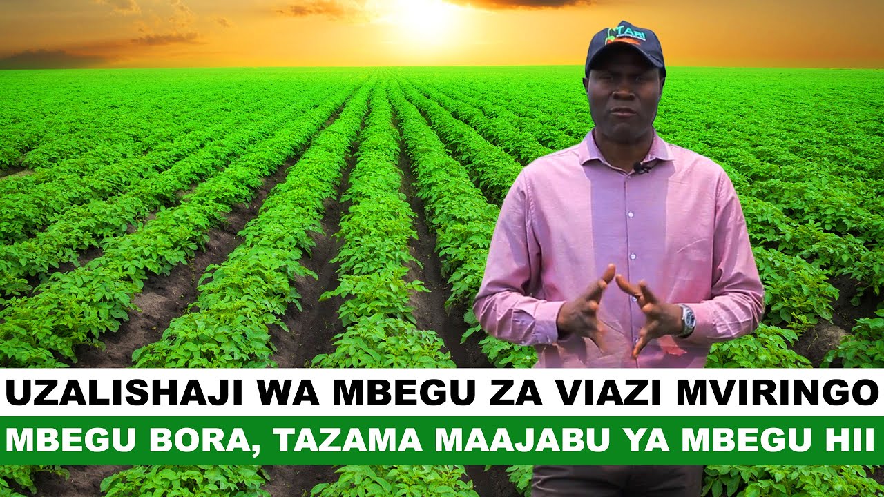 UZALISHAJI WA MBEGU ZA VIAZI MVIRINGO  II  MBEGU BORA, TAZAMA MAAJABU YA MBEGU HII