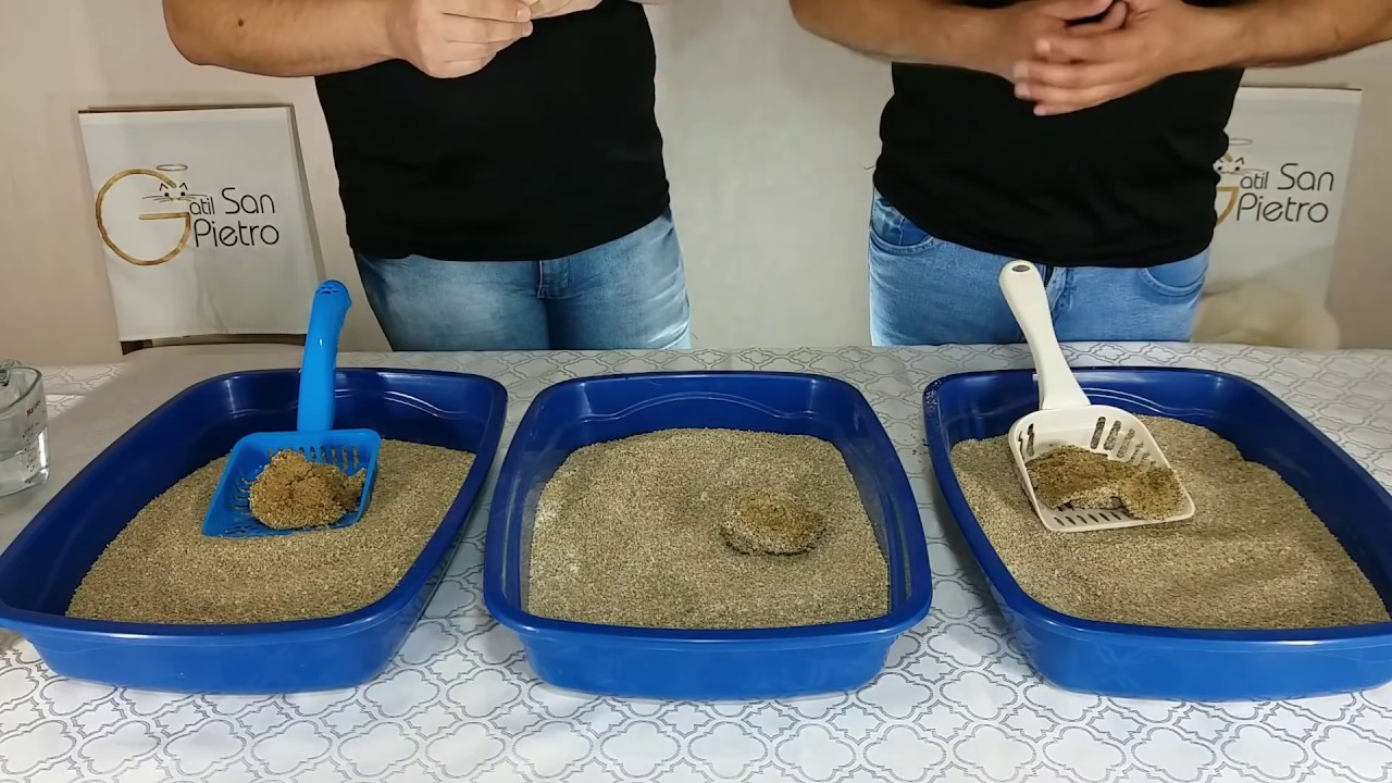 Areia para gatos - acabe com o mau cheiro da liteira!