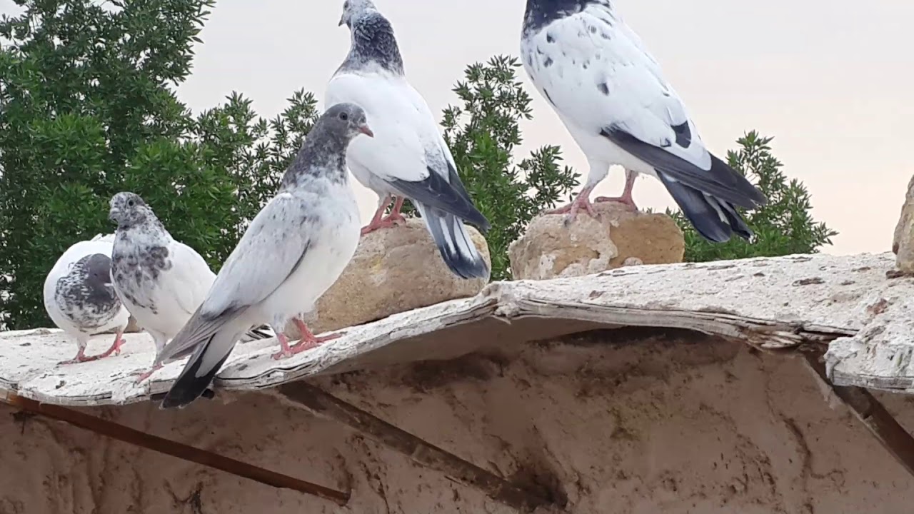 موضوع عن تخريج الفرخات تابع ودعمنا بلايك فضلا