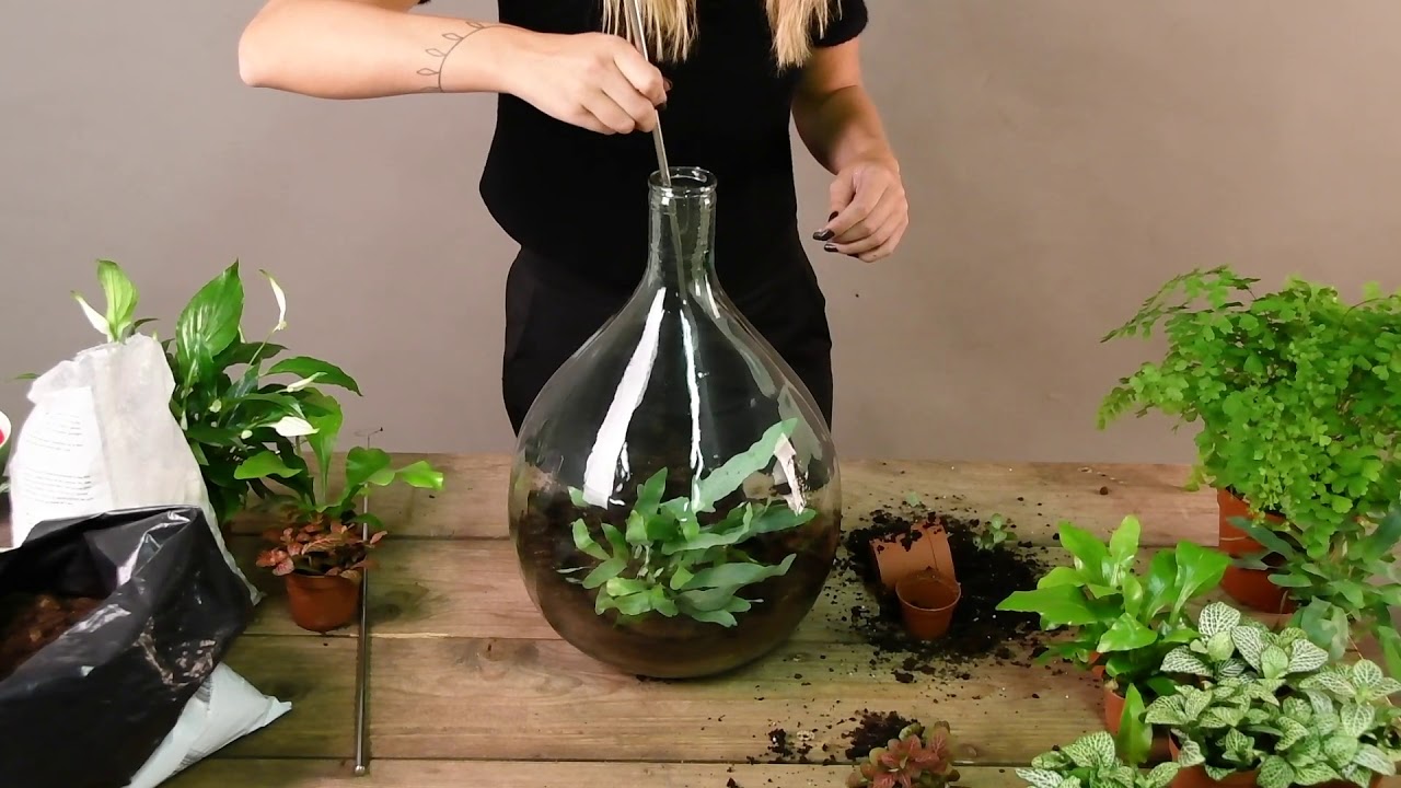 Plant Terrarium - Dutch