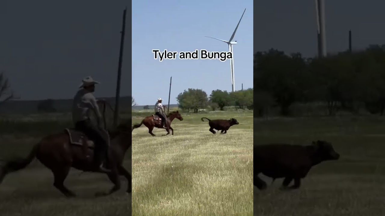 Who Had The Best Loop? #roping #cows #cowboy