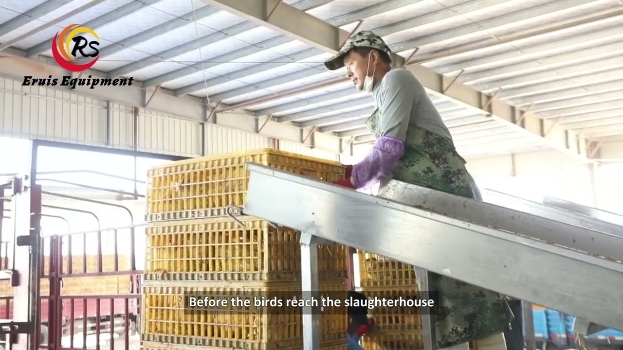 How 10000+ BPH chicken slaughter line worksLivestock Transportation