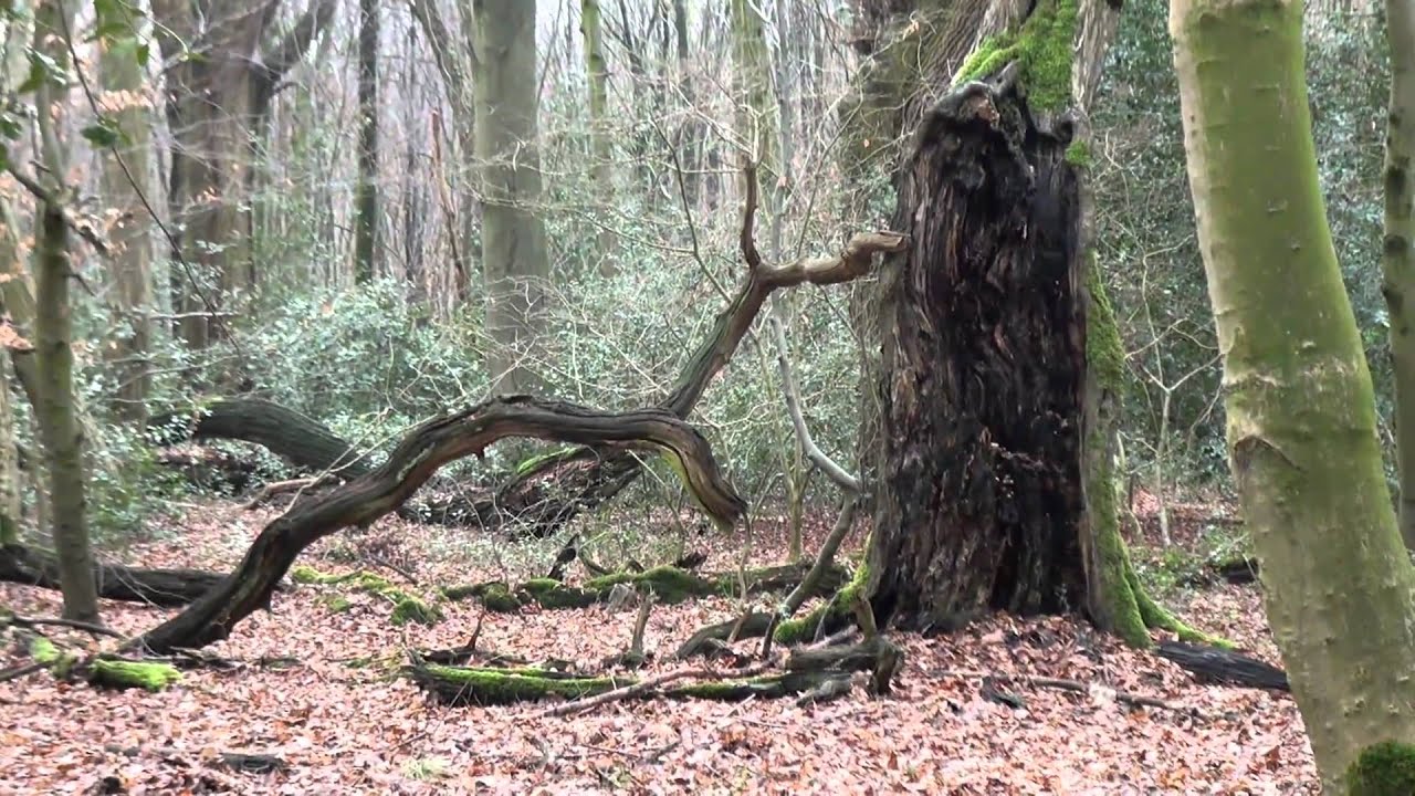 Urwald Hasbruch Vergänglichkeit