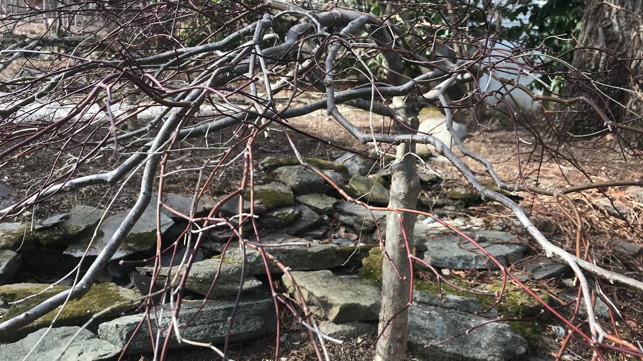 Winter Pruning of Japanese Maples