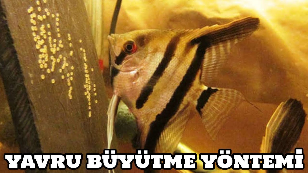 Melek Vlog #62 (Yavru Büyütme Yöntemi)