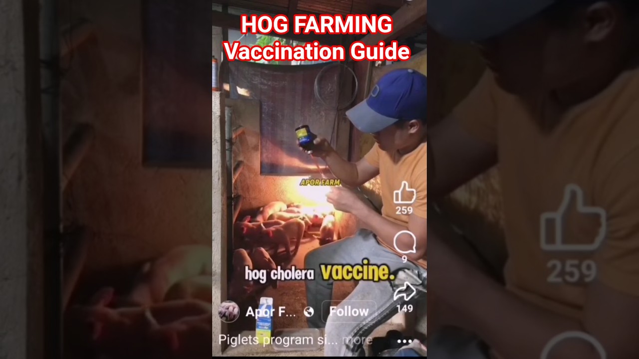 PIGLET VACCINATION: A 21-Day Program for Optimal Health