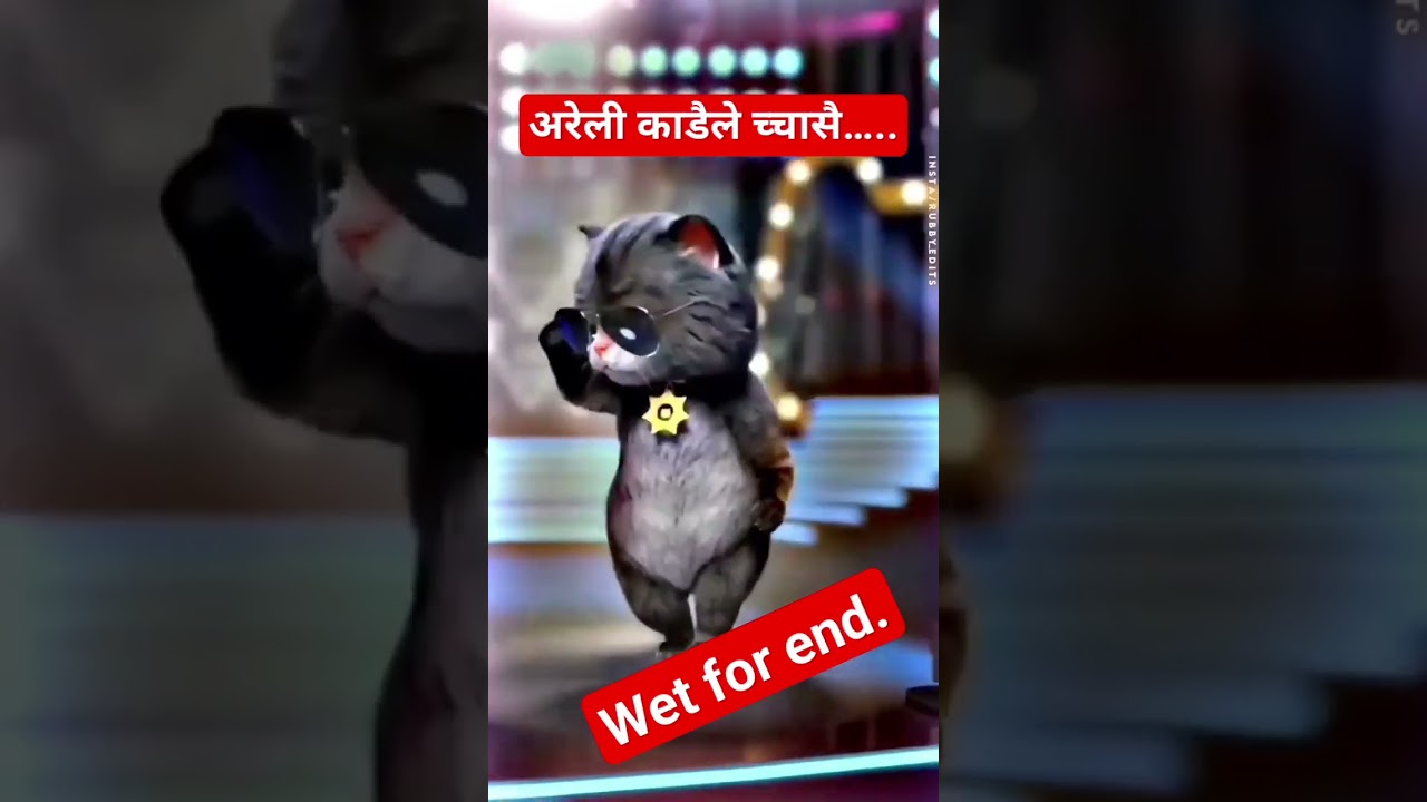 अरेली काडैले Areli Kadai #catdance #catdancing #catdailyschedule #catlover #catand #cats #catvideos