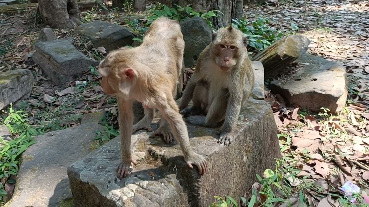 February 23, 2026#animals #monkeysr #babymonkey #babymonky #babyprimate #wildlife #funny 