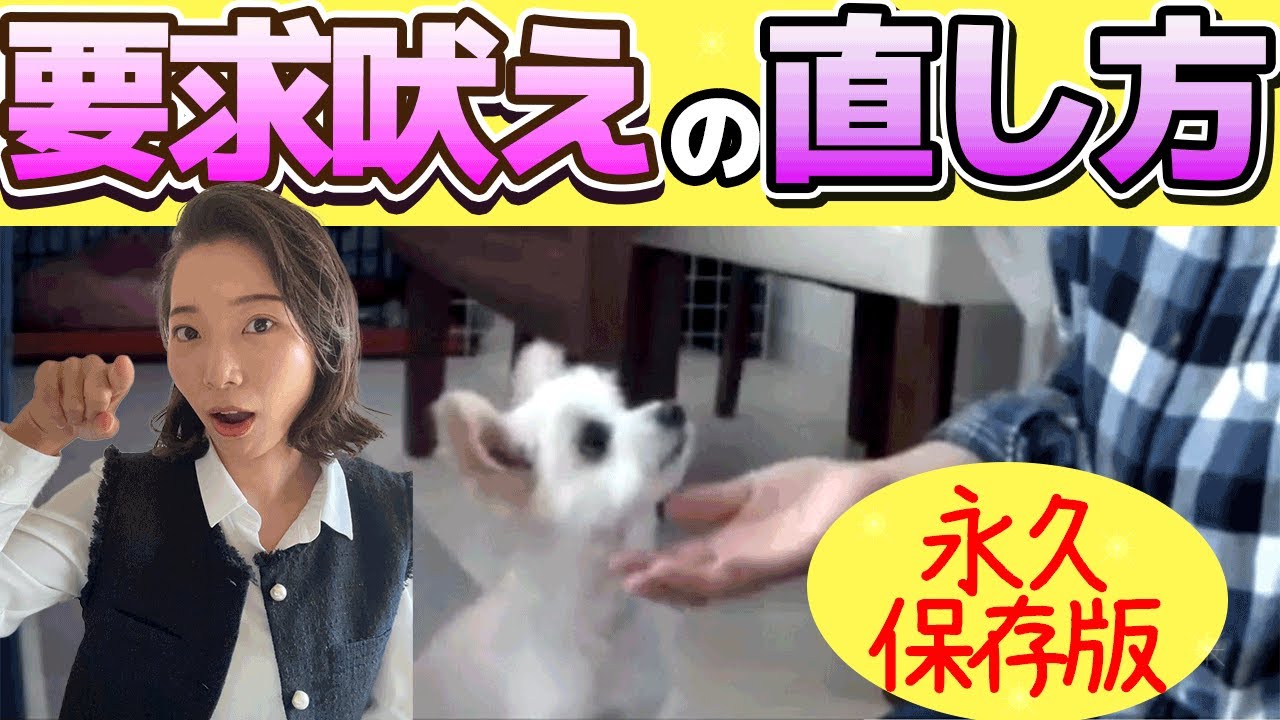 吠えを止めれる飼い主になる方法