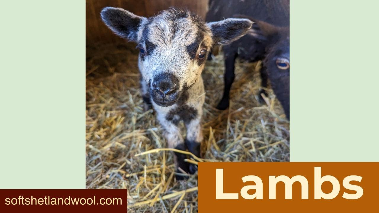 100 - Shetland Sheep Lambs on our farm
