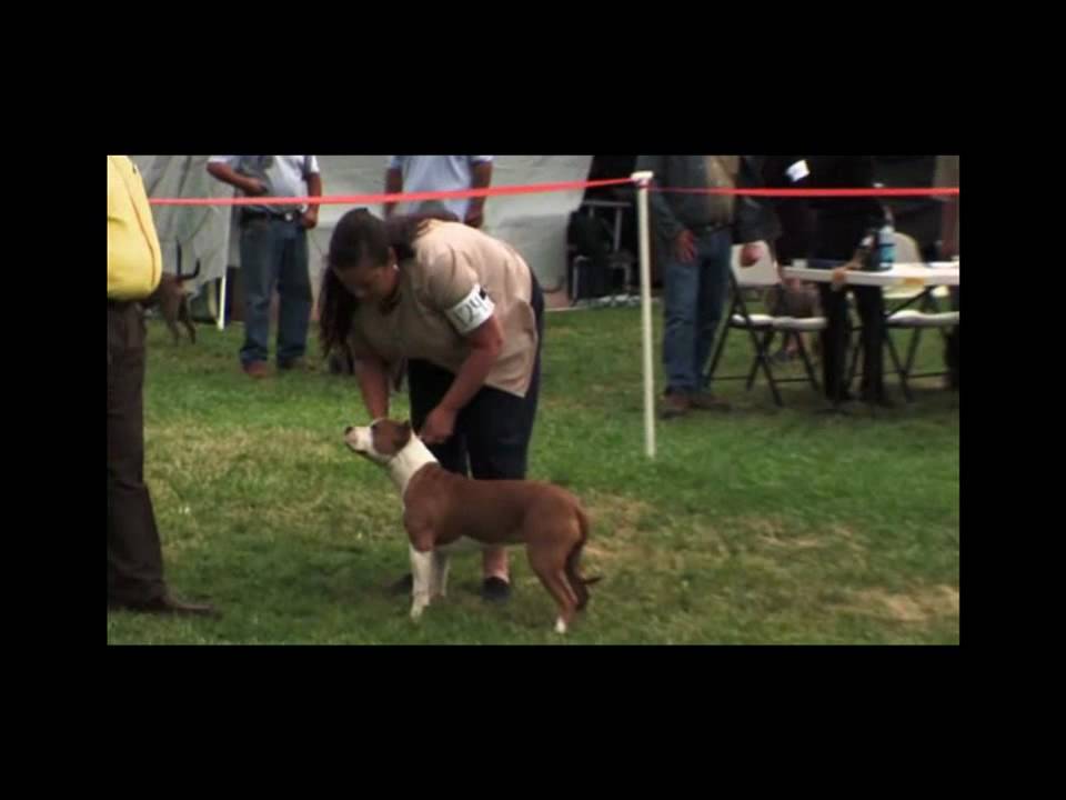 Pit Bulls - Documentary - part3