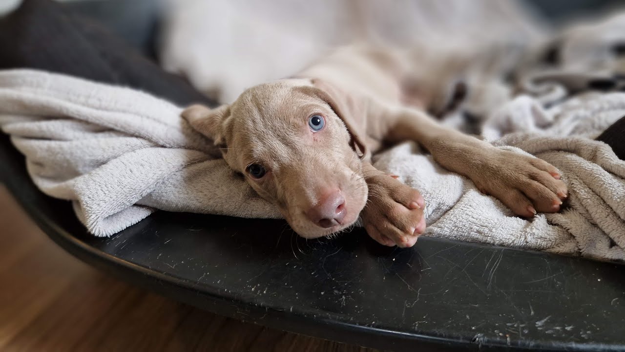 Dexter, náš nový Výmarský ohař