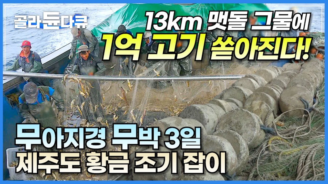 묵직한 맷돌 그물로 열흘 걸릴 1억 원 물고기 3일 만에 다 잡았다! 힘들어도 웃음이 끊이지 않는 만선 조업 현장│무아지경 무박 3일│제주도 황금 조기 잡이│극한직업│#골라듄다큐
