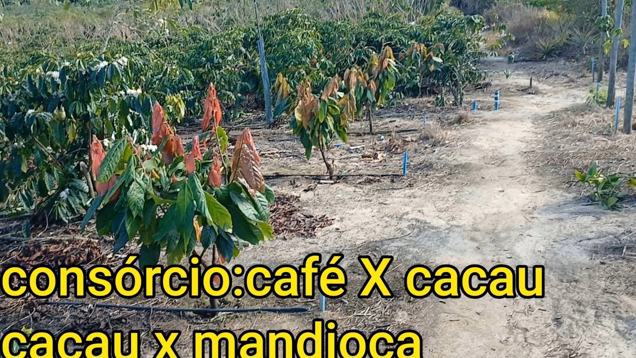 Consórcio de cacal com outras culturas 