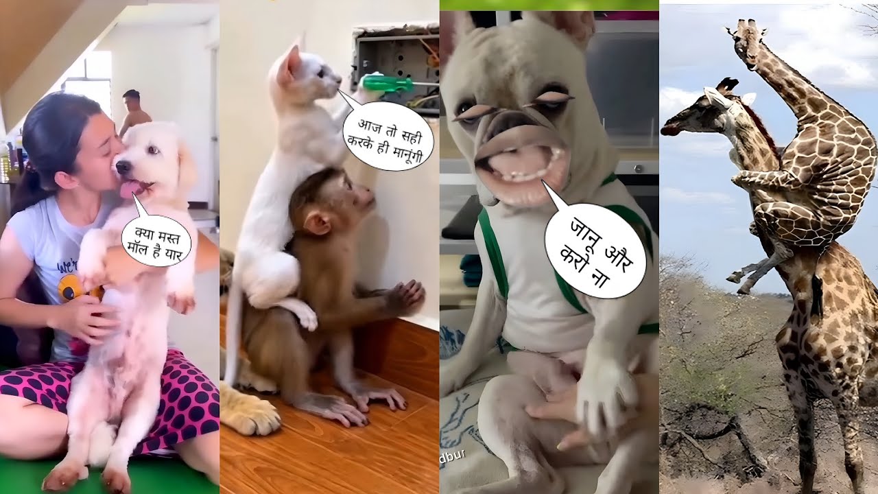 Animal funny video 😂 Animal tik tok video 😂 Instagram funny video 😂 viral comedy video 😂