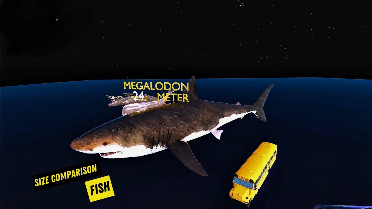 SIZE COMPARISON/FISH🐟