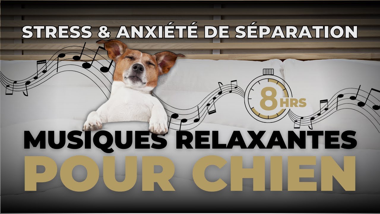 MUSIQUE RELAXANTE POUR CHIEN (anxiété de séparation et stress)