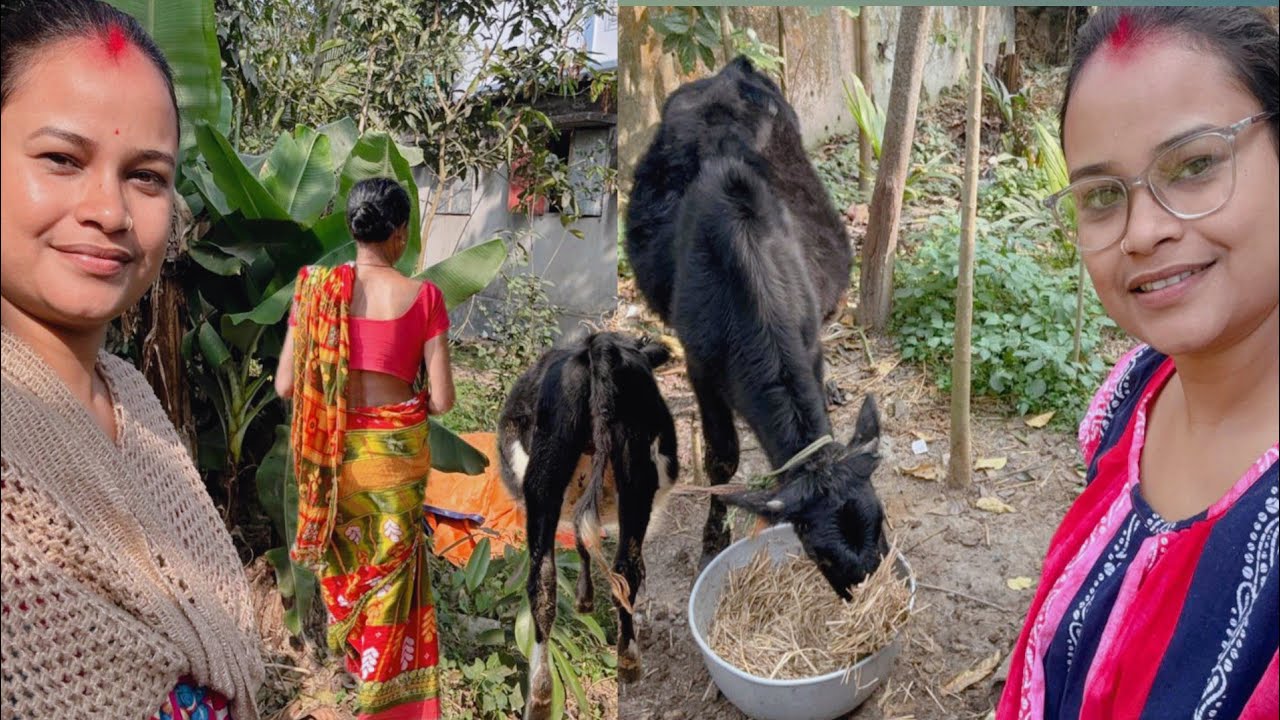 ফের আমাদের জার্সি গরুটাকে বাইরে বের করতেই পাগলামি শুরু #cow #dailyvlog #pujabapigallary 