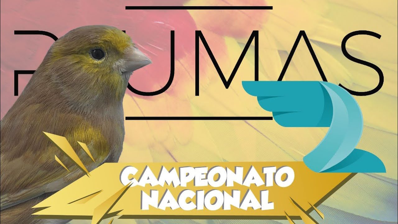 Algunos canarios pasteles campeones de España 2022