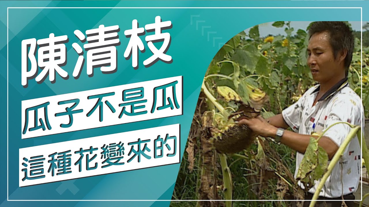 《你的孩子不是你的孩子》是金鐘獎熱門話題，那你知道平日嗑的瓜子又是誰的孩子嗎？原來是從這種花來的，看完這下長知識了！【草地狀元經典重現】