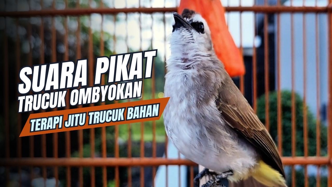 TRUCUKAN GACOR TARUNG ROPEL PANJANG Pancingan trucukan Agar Bunyi Jadikan Burung Trucuk Gacor Nyaut