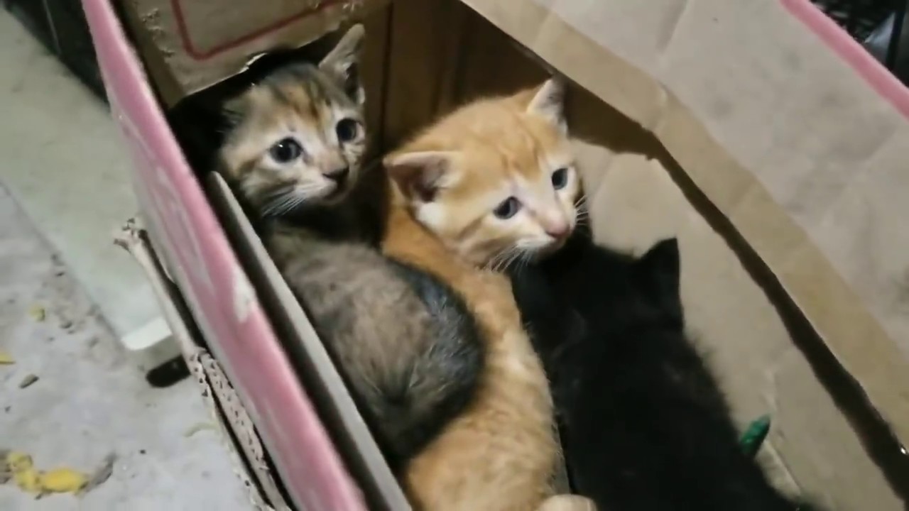 概要欄を見て下さい【瀕死の子猫を発見】