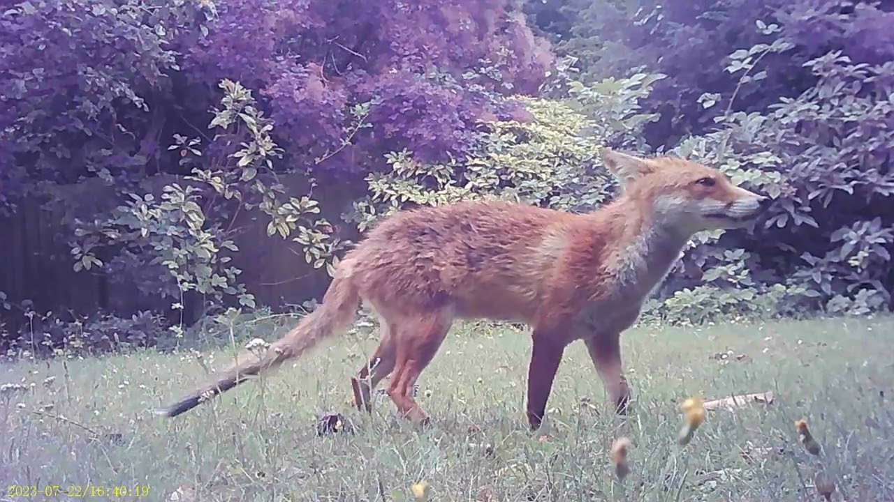 Fox in the rain