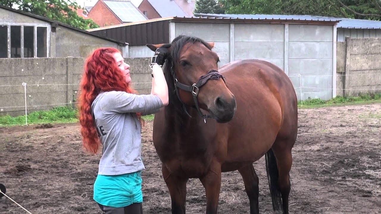 What happens when you put your finger in your horse's ear?