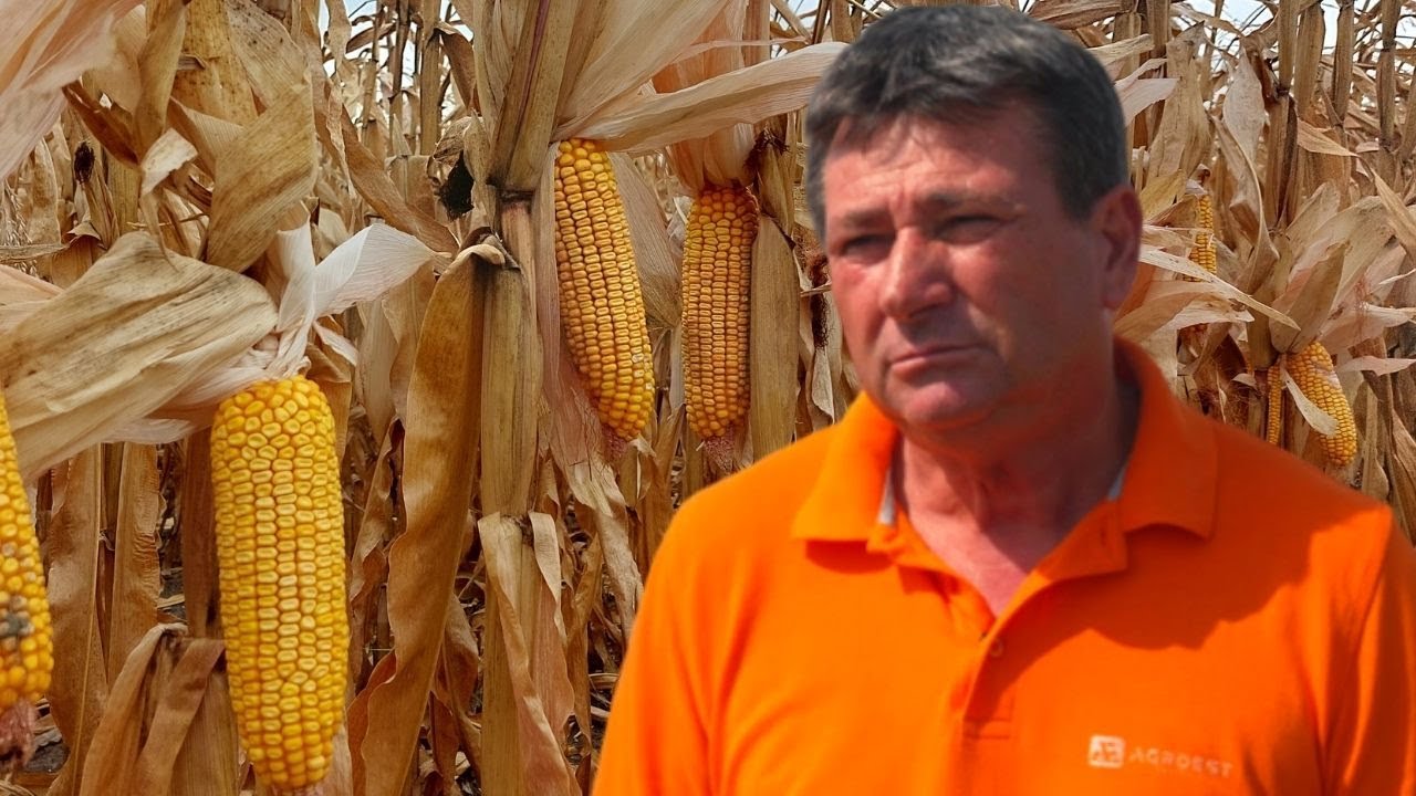 Tehnologie completă de la Agroest Muntenia pentru cultura de porumb