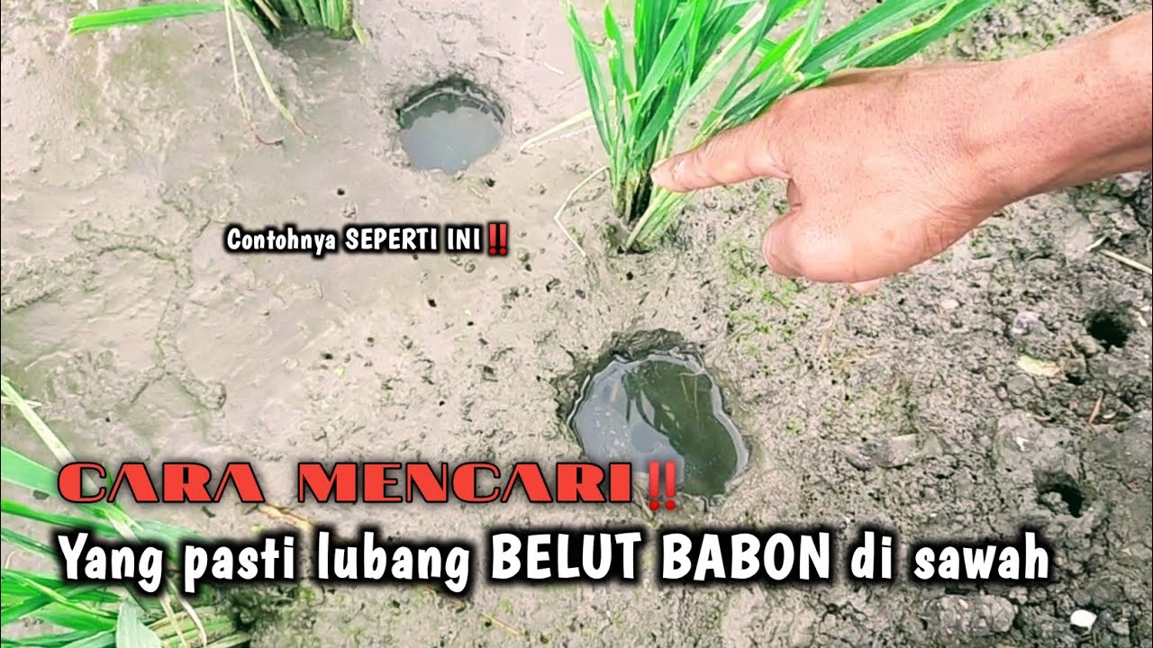 GAK NYANGKA‼️ TERNYATA SEMUDAH INI MANCING BELUT BESAR DI SAWAH 
