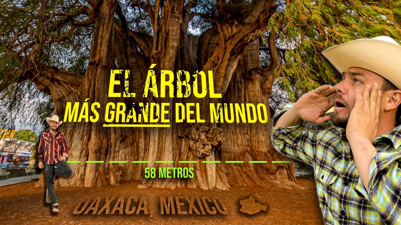 El árbol mas ANCHO del mundo se encuentra en Oaxaca, México | Las bellezas de Oaxaca