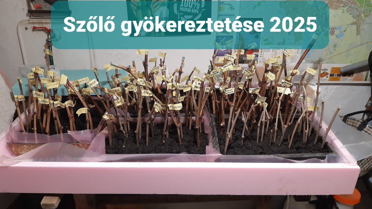 Kezdődik a szőlő gyökereztetése 2025