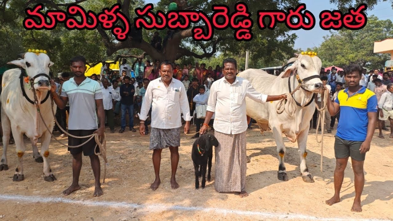 కాలువ బుగ్గ న్యూ కేటగిరి విభాగంలో 7వ జత మామిళ్ల సుబ్బారెడ్డి గారు