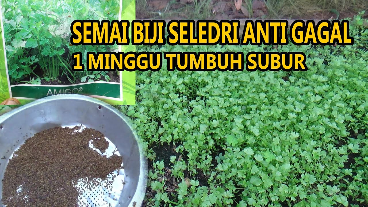 Cara Semai Biji  SELEDRI  Anti Gagal  Cepat Tumbuh  Subur  & Cepat Besar # PART 1