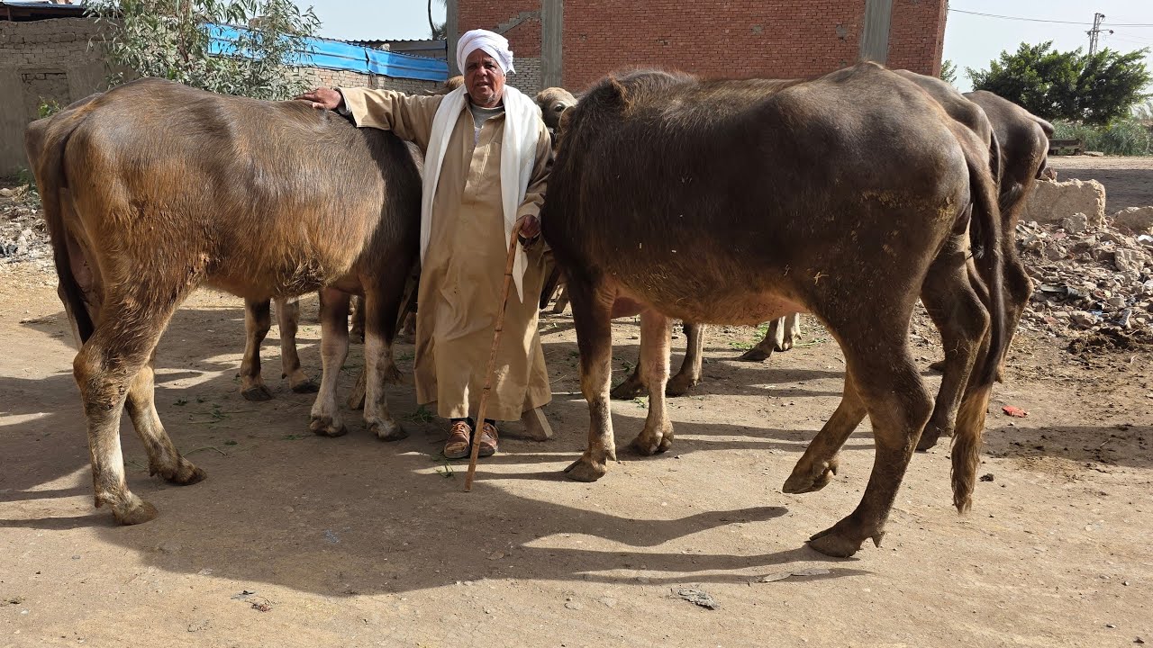 عاجل ضربة جوية بمزرعة التاجر الطيب وصول ارخص اسعار الجاموس العشر السوبر بمصر والضرب في المليان
