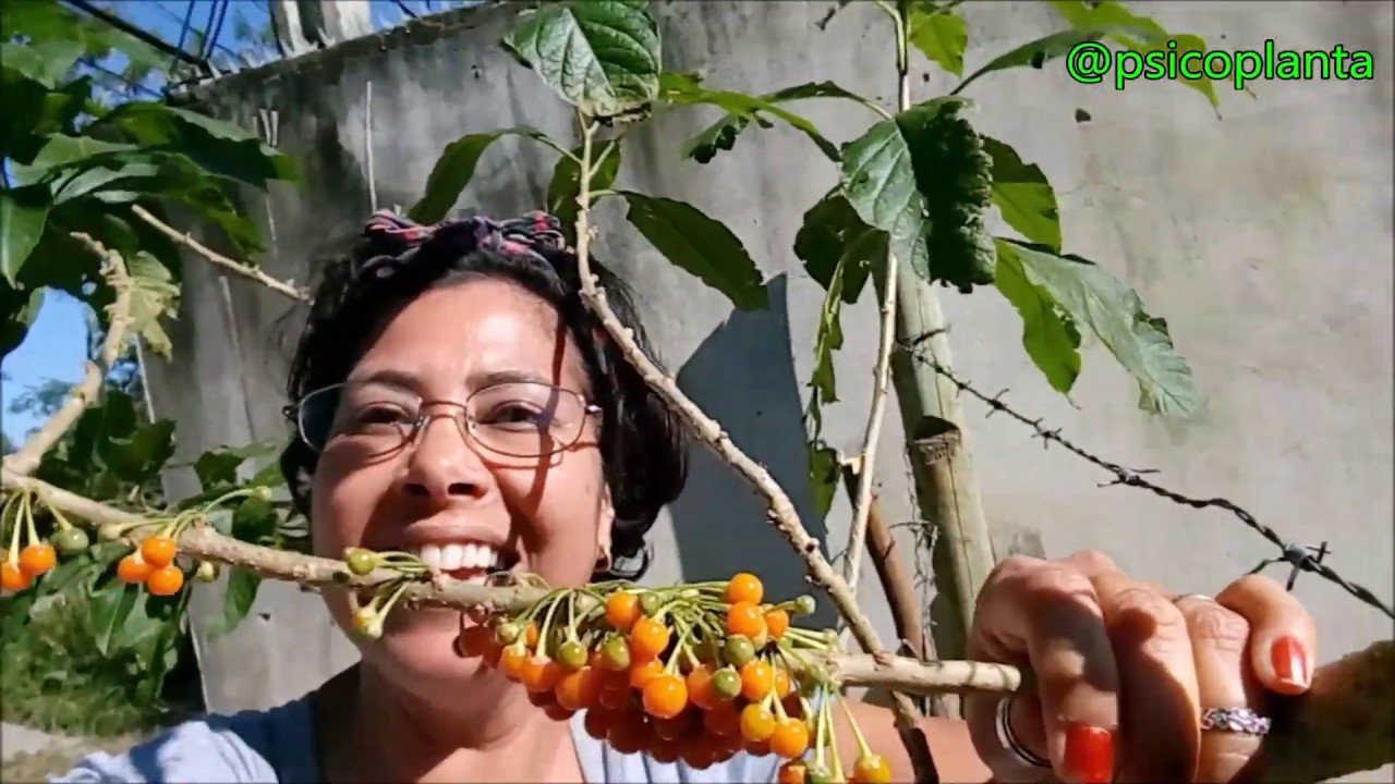 Fruta de sabiá. Comestível.