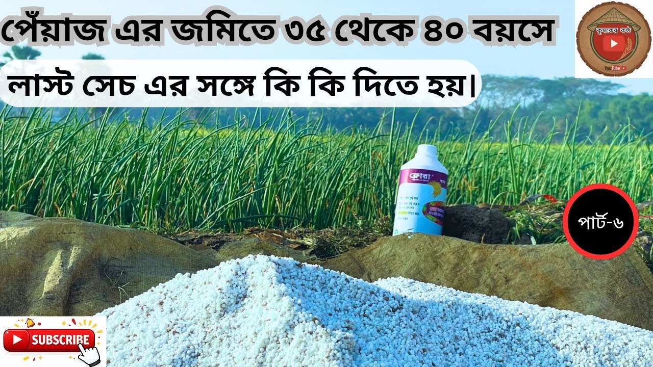 পেয়াজ এর জমিতে ৩৫ থেকে ৪০ বয়সে লাস্ট সেচ এর সঙ্গে কি কি ব্যবহার করবেন। 