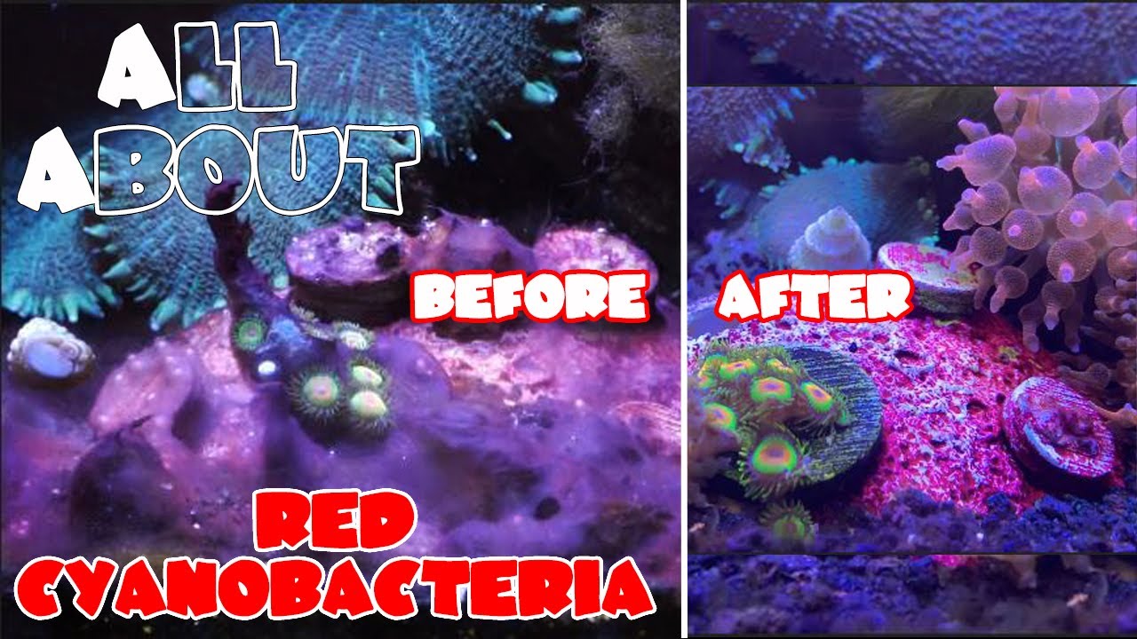 All About The Red Cyanobacteria or Red Slime Algae | Chemiclean Tutorial | Preventing Cyanobacteria