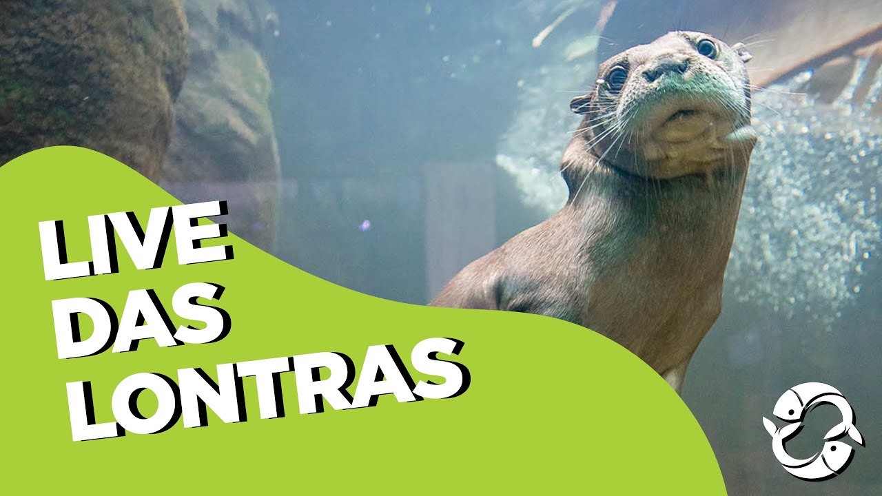 Live Lontras